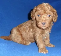 Rusty, a male Poodle - Miniature  for sale in Butler, OH – 6 of 6