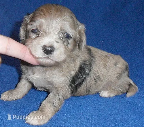 Muffin – Shihpoo puppy for sale in Butler, OH