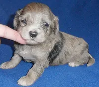 Muffin, a male Shihpoo for sale in Butler, OH – 1 of 8