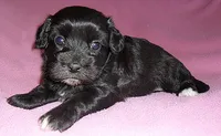 Cinders, a female Shihpoo for sale in Butler, OH – 7 of 8