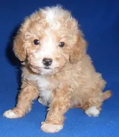 Peanut, a male Poodle - Miniature  for sale in Butler, OH – 3 of 9