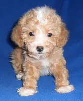 Peanut, a male Poodle - Miniature  for sale in Butler, OH – 8 of 9