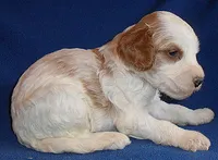 Ollie, a male Cockapoo for sale in Butler, OH – 3 of 6