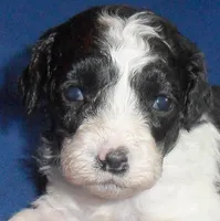 Snoopy, a male Shihpoo for sale in Butler, OH – 3 of 7