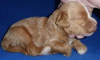 Charlie, a male Cockapoo for sale in Butler, OH – 5 of 7