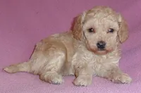 Daisy, a female Poodle - Miniature  for sale in Butler, OH – 4 of 6