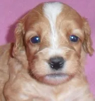 Molly, a female Cockapoo for sale in Butler, OH – 2 of 7