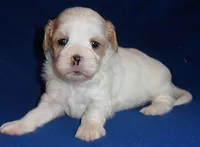 Ripley, a male Shihpoo for sale in Butler, OH – 5 of 9