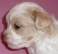 Pumpkin, a female Shihpoo for sale in Butler, OH – 4 of 10