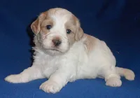 Benji, a male Shihpoo for sale in Butler, OH – 4 of 8