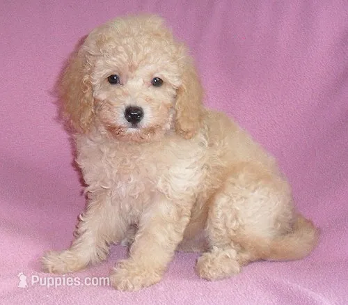 Lilly – Poodle - Miniature  puppy for sale in Butler, OH