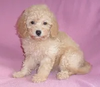 Lilly, a female Poodle - Miniature  for sale in Butler, OH – 1 of 6