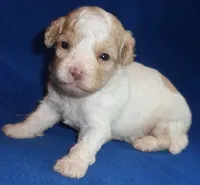 Milo, a male Shihpoo for sale in Butler, OH – 7 of 9