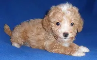 Peanut, a male Poodle - Miniature  for sale in Butler, OH – 4 of 9