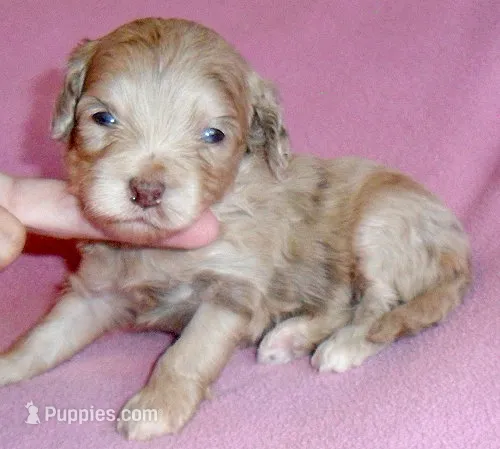 Winne – Shihpoo puppy for sale in Butler, OH