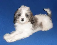Ringo, a male Cockapoo for sale in Butler, OH – Photo 3 of 7