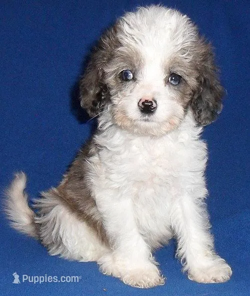 Ringo – Cockapoo puppy for sale in Butler, OH