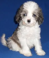 Ringo, a male Cockapoo for sale in Butler, OH – Photo 1 of 6