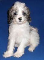Ringo, a male Cockapoo for sale in Butler, OH – Photo 7 of 7