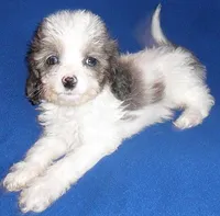 Ringo, a male Cockapoo for sale in Butler, OH – Photo 6 of 6