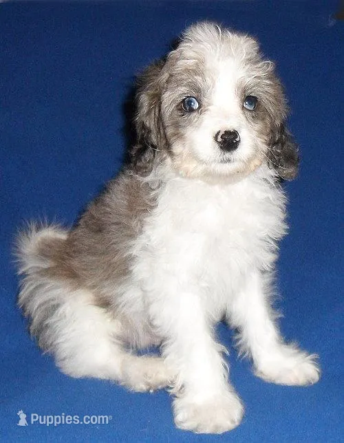 Ringo – Cockapoo puppy for sale in Butler, OH