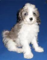 Ringo, a male Cockapoo for sale in Butler, OH – Photo 1 of 7