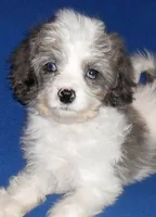 Ringo, a male Cockapoo for sale in Butler, OH – Photo 4 of 7