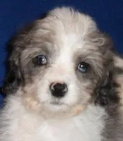 Ringo, a male Cockapoo for sale in Butler, OH – Photo 6 of 7