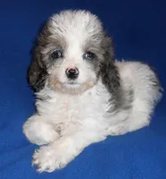 Ringo, a male Cockapoo for sale in Butler, OH – Photo 5 of 6