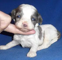 Ringo, a male Cockapoo for sale in Butler, OH – Photo 1 of 7