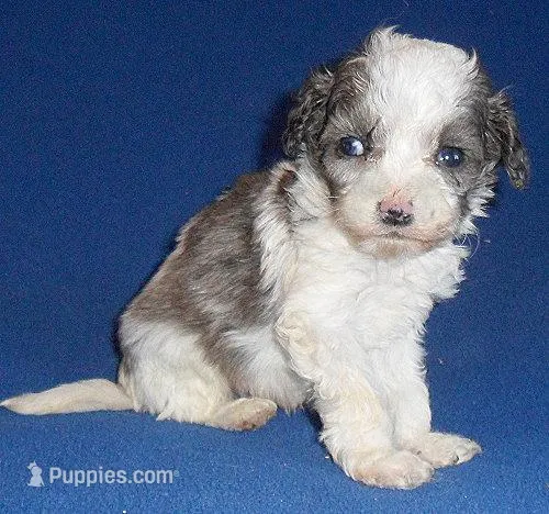 Ringo – Cockapoo puppy for sale in Butler, OH