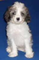 Ringo, a male Cockapoo for sale in Butler, OH – Photo 2 of 7