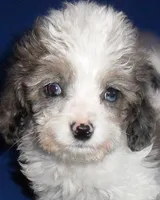 Ringo, a male Cockapoo for sale in Butler, OH – Photo 3 of 6