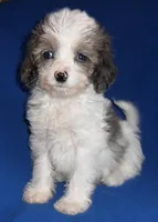 Ringo, a male Cockapoo for sale in Butler, OH – Photo 2 of 6