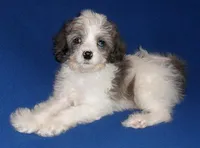 Ringo, a male Cockapoo for sale in Butler, OH – Photo 5 of 7