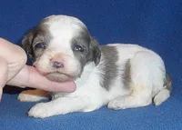 Ringo, a male Cockapoo for sale in Butler, OH – Photo 4 of 7