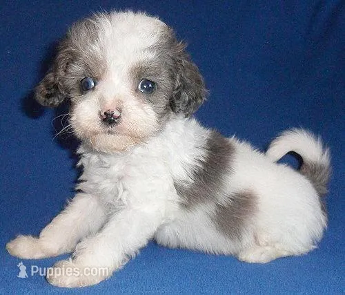 Ringo – Cockapoo puppy for sale in Butler, OH