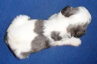 Ringo, a male Cockapoo for sale in Butler, OH – Photo 5 of 7