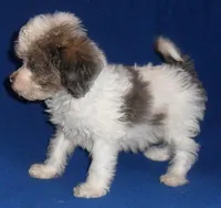 Ringo, a male Cockapoo for sale in Butler, OH – Photo 4 of 6