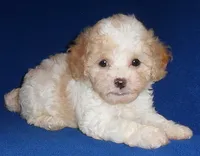 Milo, a male Shihpoo for sale in Butler, OH – 7 of 9