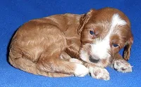 Frankie, a male Cockapoo for sale in Butler, OH – 2 of 5