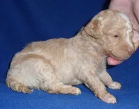Baxter, a male Shihpoo for sale in Butler, OH – 3 of 8