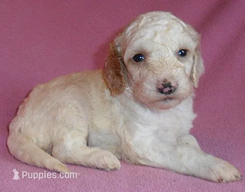 Holly – Cockapoo puppy for sale in Butler, OH