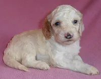 Holly, a female Cockapoo for sale in Butler, OH – 1 of 4