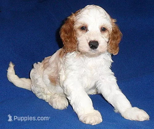 Ollie – Cockapoo puppy for sale in Butler, OH