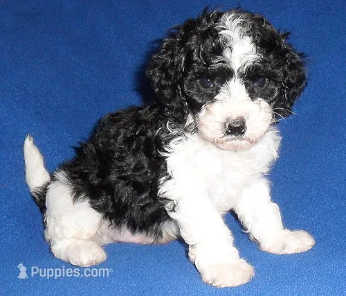Snoopy – Shihpoo puppy for sale in Butler, OH