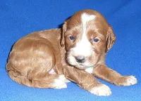 Frankie, a male Cockapoo for sale in Butler, OH – 4 of 5
