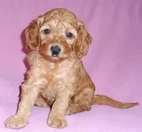 processed/674b0433-0dcd-4d03-af26-0ba9caa3d794/listing/c22db07a-49d7-46e5-937d-13f982c0deab/ba41c361-3970-42ca-90da-dde6381c26f7