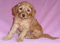 processed/674b0433-0dcd-4d03-af26-0ba9caa3d794/listing/c22db07a-49d7-46e5-937d-13f982c0deab/d17639b4-08e3-4e5b-a5af-bdbe31670192