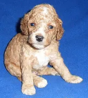 Teddy, a male Cockapoo for sale in Butler, OH – 6 of 8